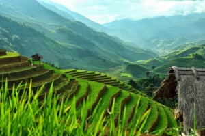 Sapa - beautiful terrace rice fields