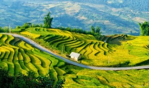 Sapa beautiful terrace rice fields