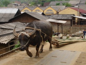 Vietnam - Bat Xat village - buffalo