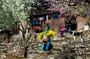 Sapa in spring - many blooming flower 
