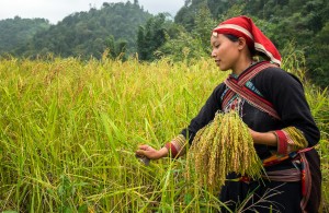 Red Dao girl is harvesting rice