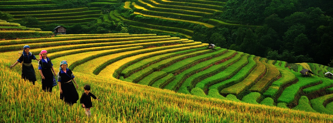 Terraced rice fields - Sapa Vietnam