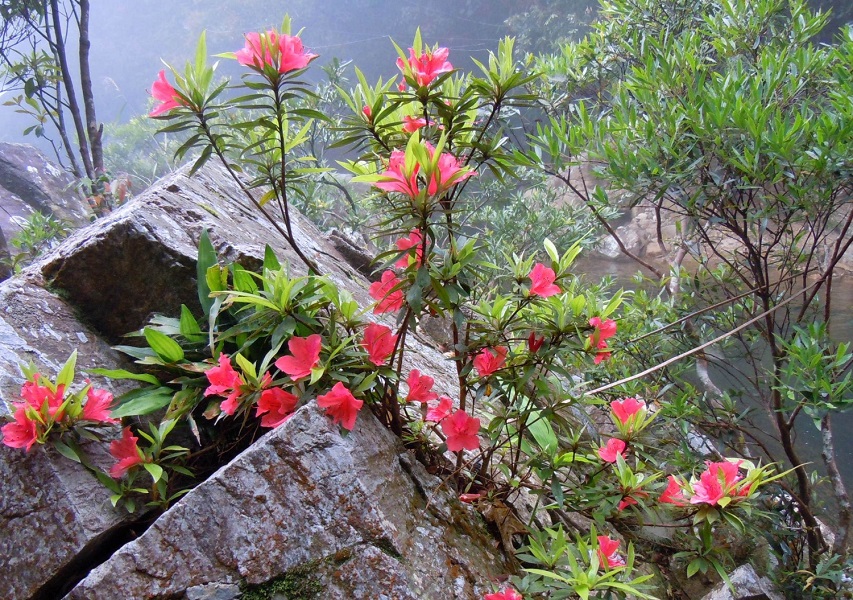 Azalea - Typical flower of Sapa