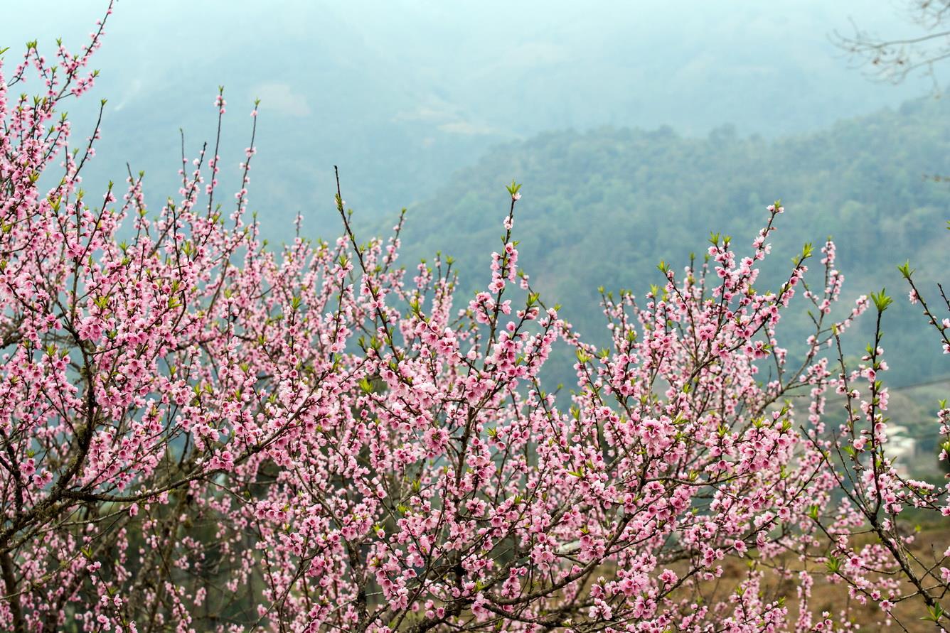 In the spring you will be watching a Sapa with beautiful peach blossoms or white plum blossom.
