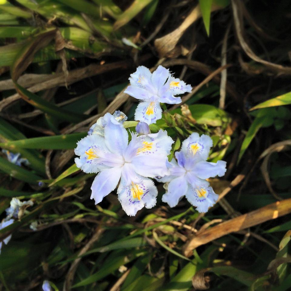 The colors of the flowers on Sapa town