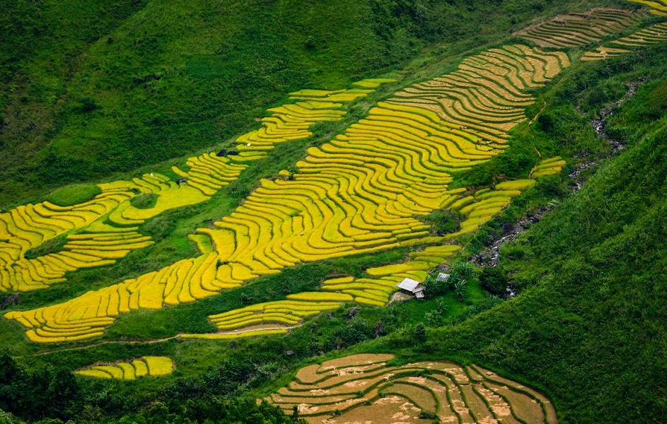 The best places to see ripening rice fields in Northern Vietnam