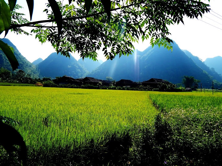 The best places to see ripening rice fields in Northern Vietnam