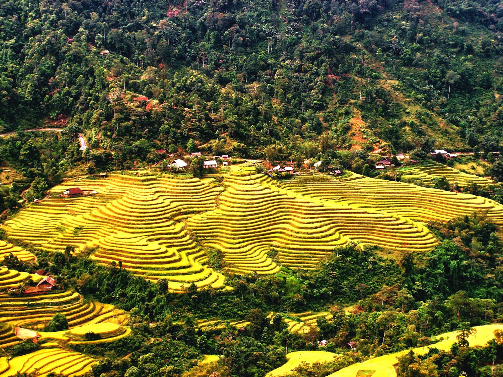 Now is best time to see ripening rice fields in Northern Vietnam