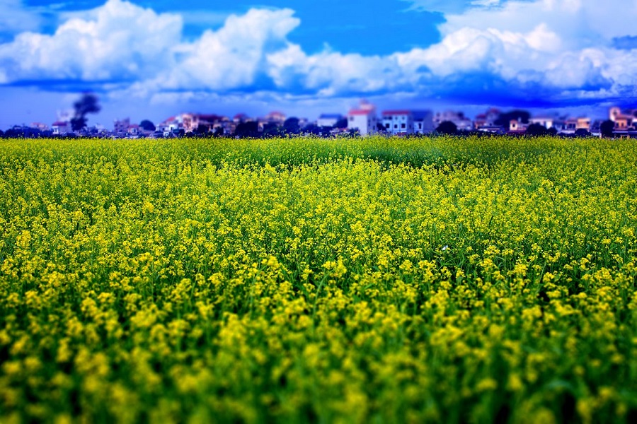 Are you planning to visit Ha Giang ?
