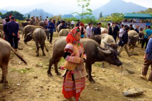 Bac Ha Mountain Market is one of the hub for ethnic traders in Sapa