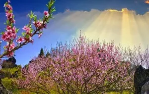 Spring in Sapa