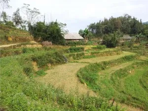 Ban Pho Village, BacHa 1