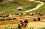 Sapa Beautiful Terraced Fields (14)