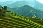 Sapa Beautiful Terraced Fields (3)