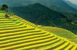 Sapa terraced rice fields 10