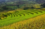Sapa terraced rice fields 11