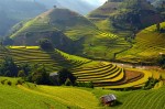 Sapa terraced rice fields 13