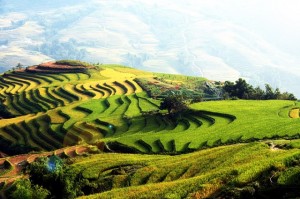 Sapa terraced rice fields 7