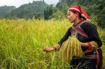 Young Red Dao woman harvesting rice