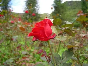 rose valley - sweet and romantic for many couples