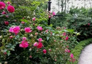rose valley in sapa -  dreamy in the moring