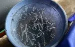 Sapa covered by frost 1