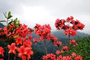 Azalea - Typical flower of Sapa