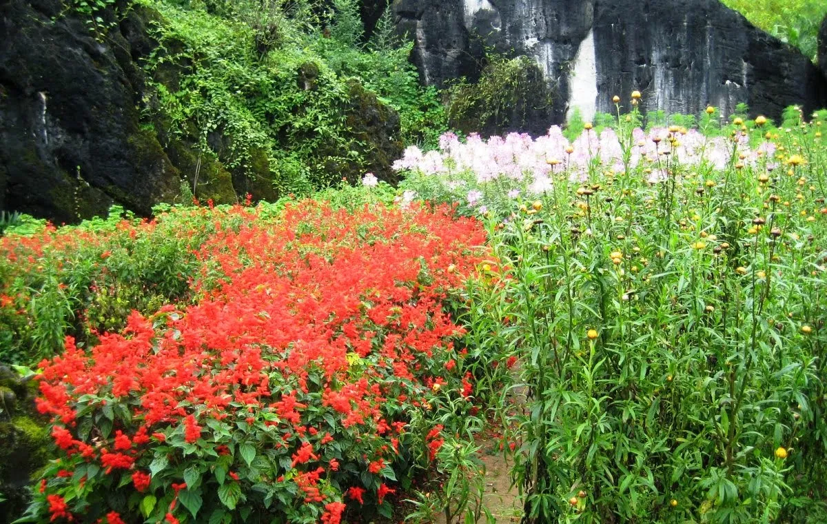 The colors of the flowers on Sapa town