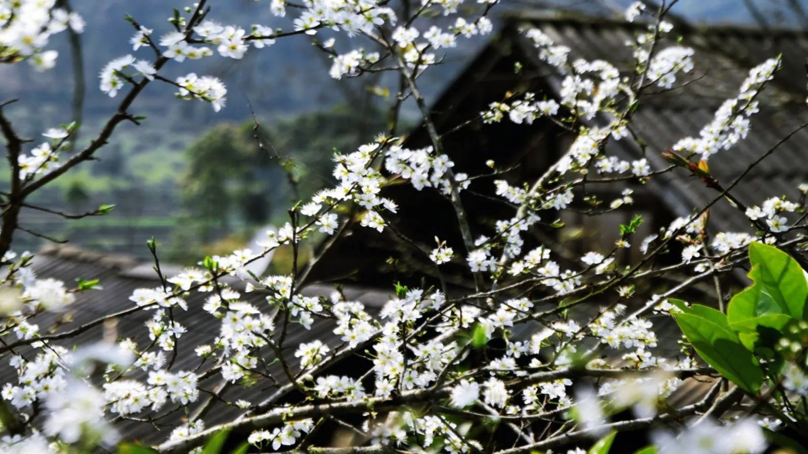 In the spring you will be watching a Sapa with beautiful peach blossoms or white plum blossom.