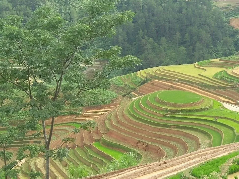 Mu Cang Chai Tours