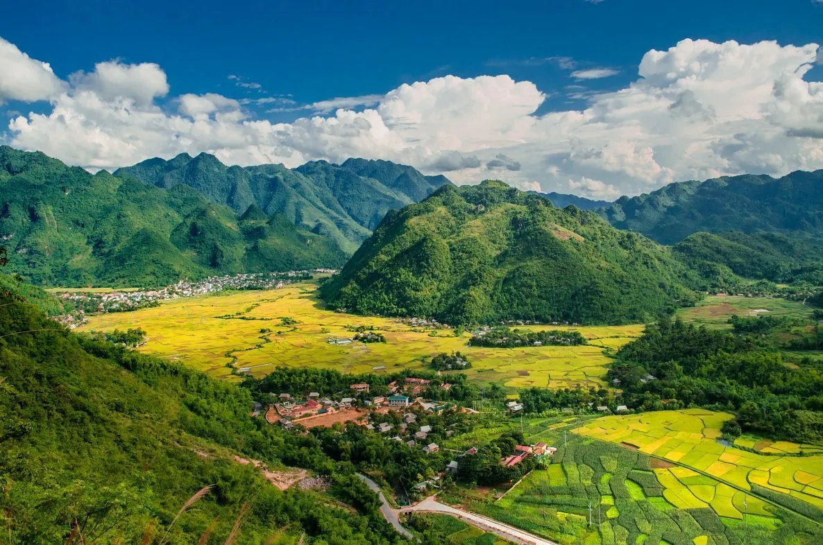 Now is best time to see ripening rice fields in Northern Vietnam