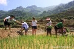 Muong Hoa Valley 2018 (2)
