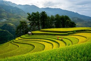 Mu Cang Chai terraced field